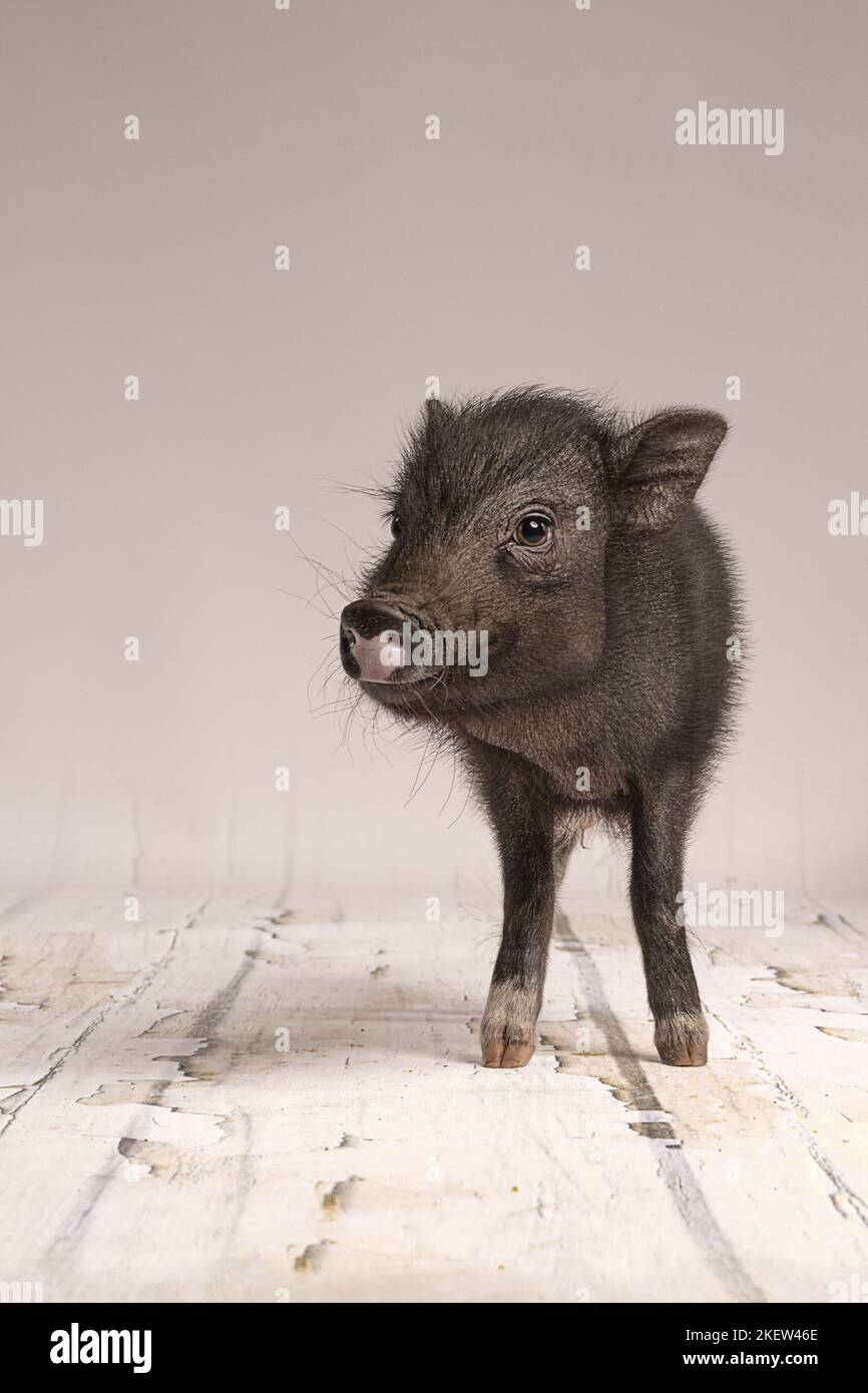 Piglet cute tiny hi-res stock photography and images - Page 2 - Alamy