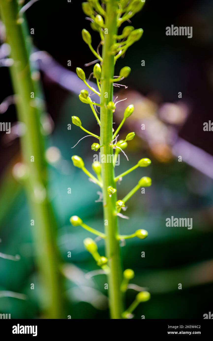 Closeup detail of Narrow leaved foxtail lily (Eremurus stenophyllus) Stock Photo