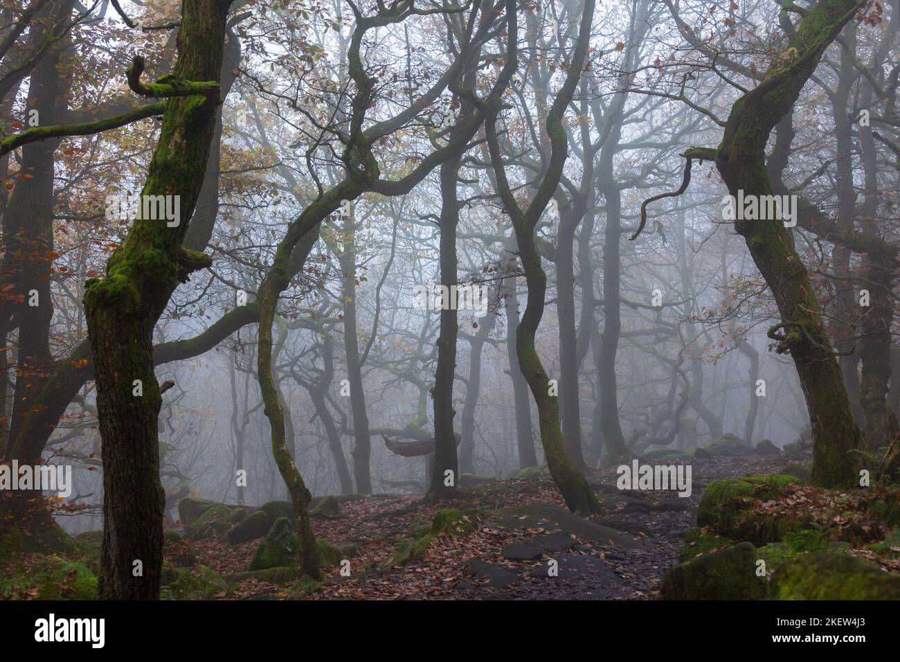 Padley Gorge on a misty morning in November. A beautiful wooded valley in the UK Peak District  national park Stock Photo