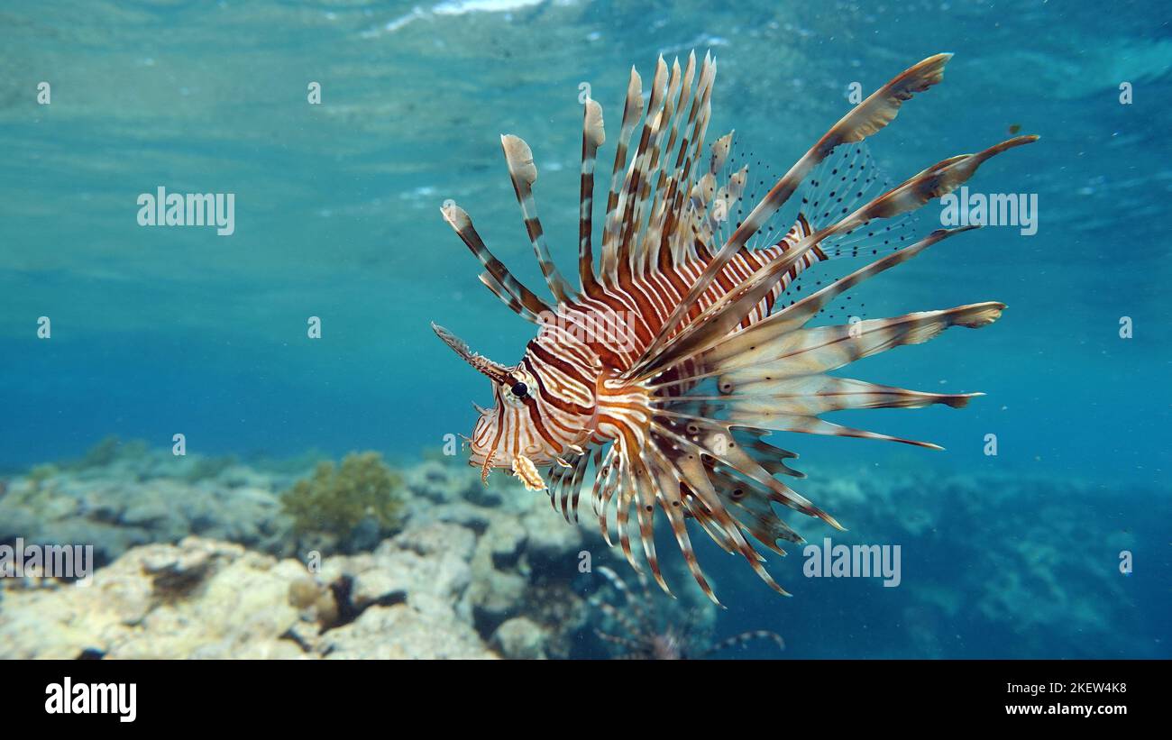 Lion Fish in the Red Sea. Lion Fish in the Red Sea in clear blue water ...
