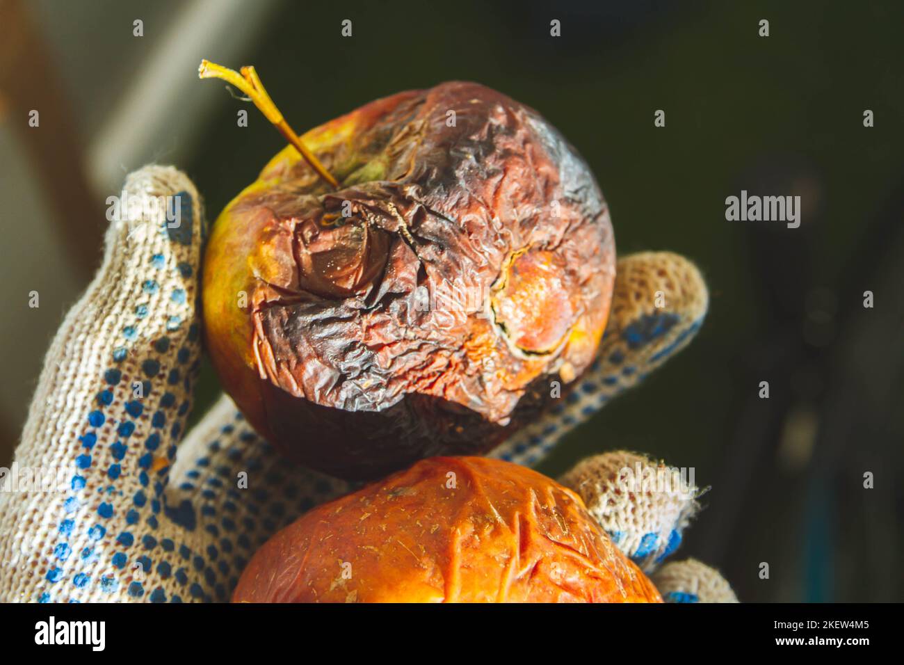 Rotten apple in sun. Rotting fruit. Diseases of apple fruit. Pest control.. Stock Photo