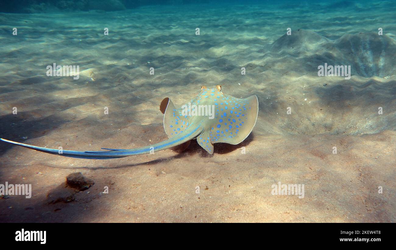 Stingrays Batoidea Taeniura lymma. Stingray Family, Spotted Stingrays