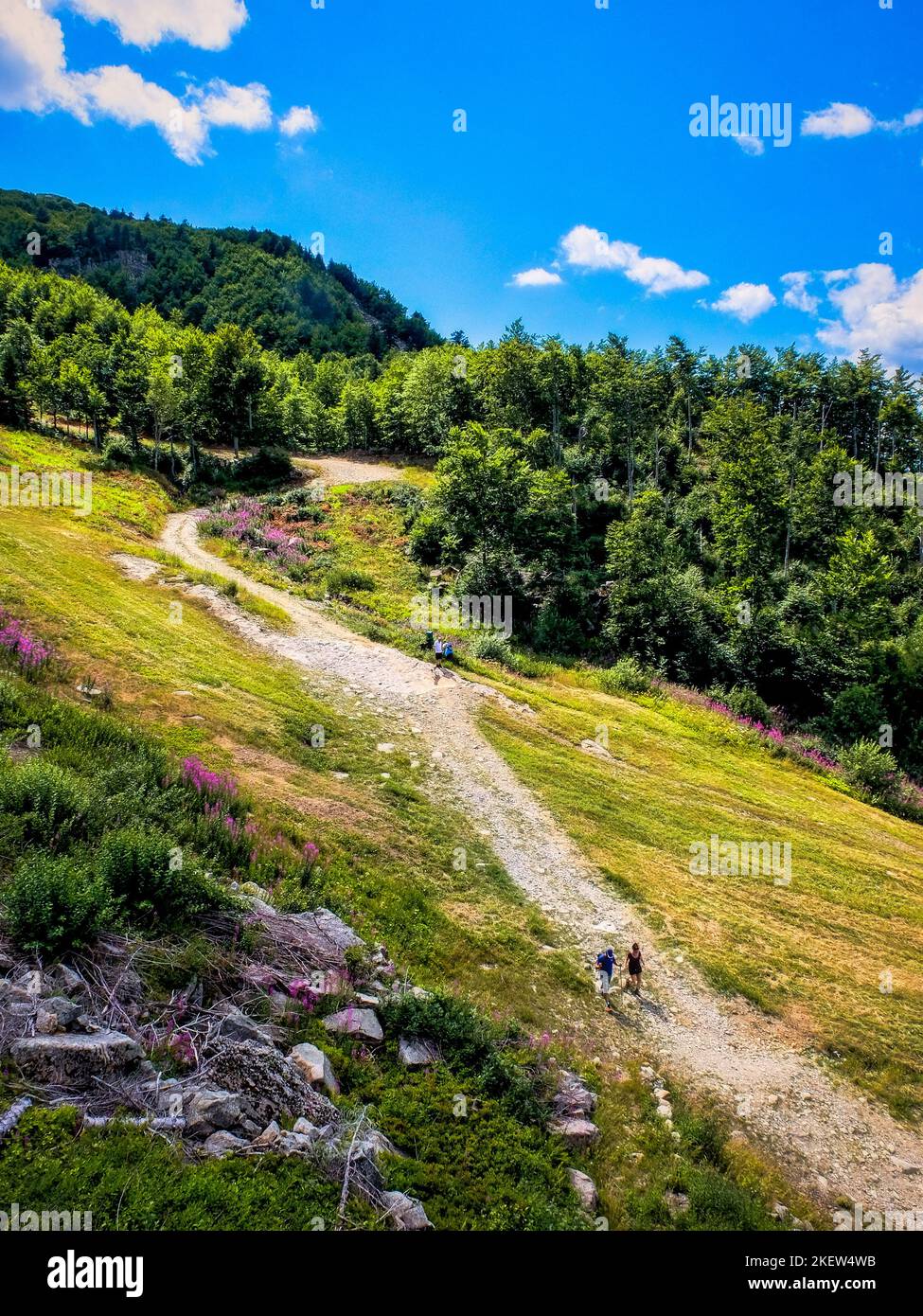 Path surrounded by green woods in the high Tuscan-Emilian Apennines, Italy. Stock Photo