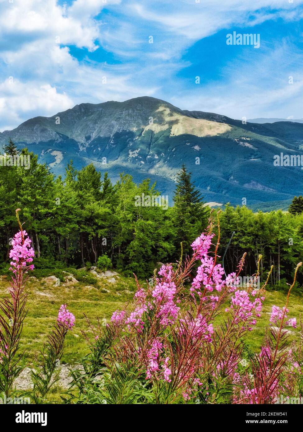 Pink wildflowers in the green National Park of the Tuscan-Emilian Apennines, Italy. Stock Photo