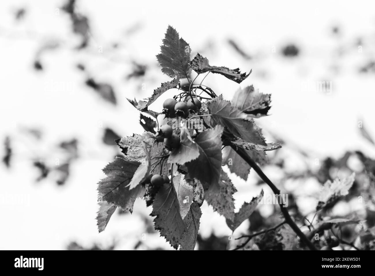 Handful of hawthorn berries on a tree branch with leaves in grayscale. Natural colorless close-up Stock Photo