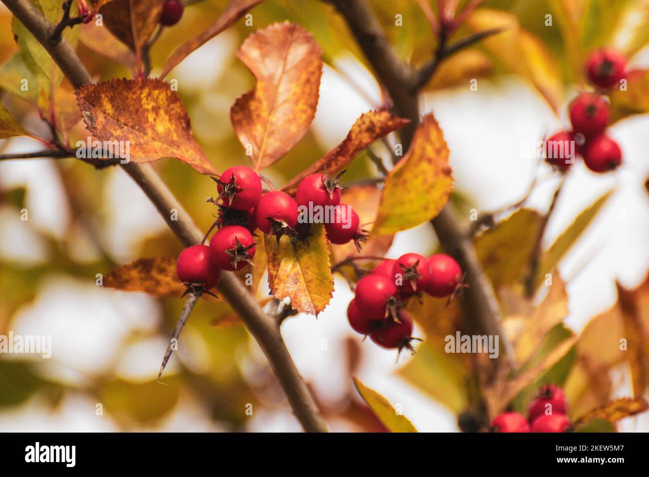 Red hawthorn berries on a tree branch with autumn leaves and blurred background. Natural vibrant sunny autumnal harvest close-up Stock Photo