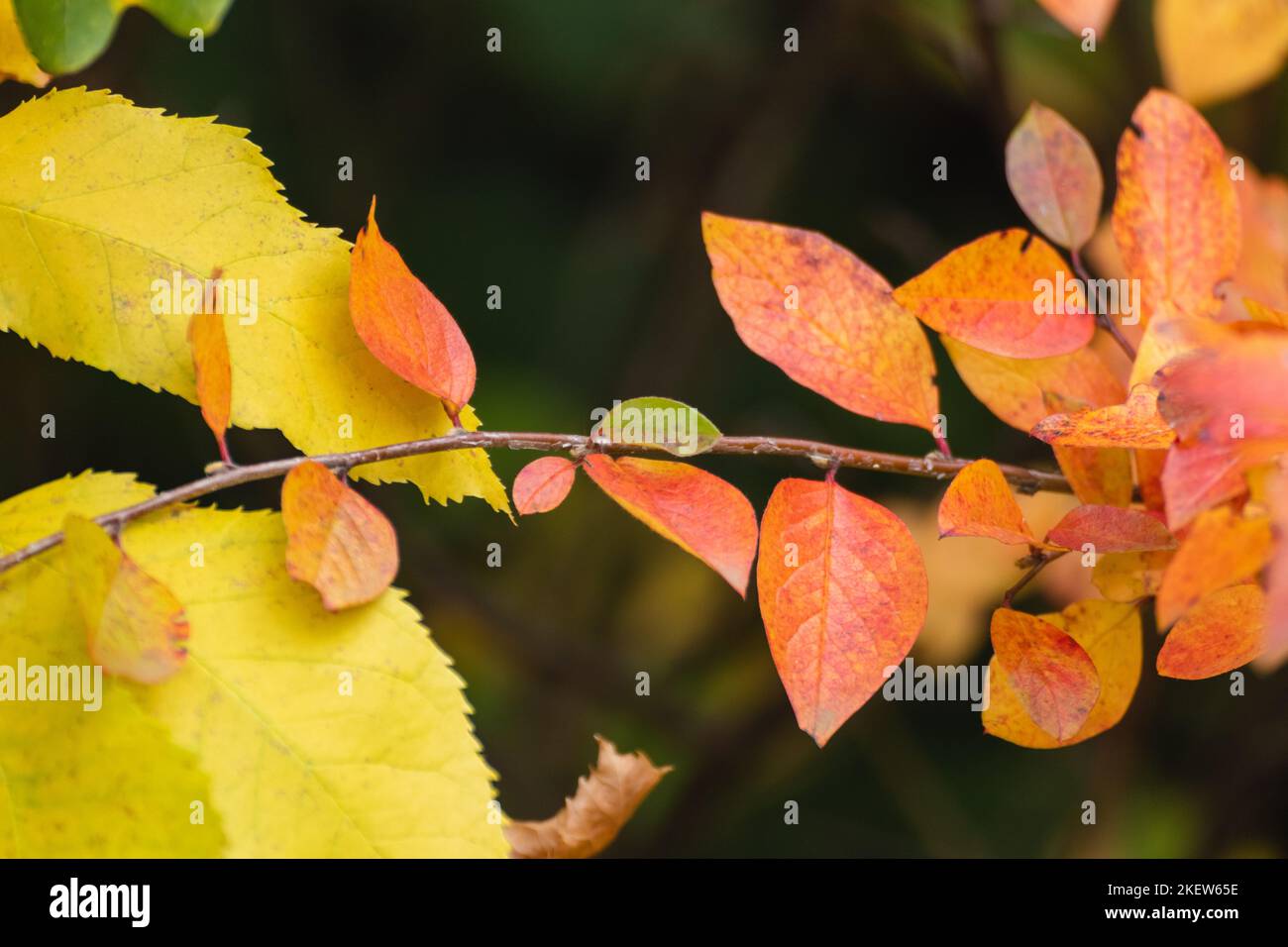 Autumn yellow and red vibrant leaves small branch close-up with dark blurred background. Autumnal forest in orange and yellow colors, nature details Stock Photo