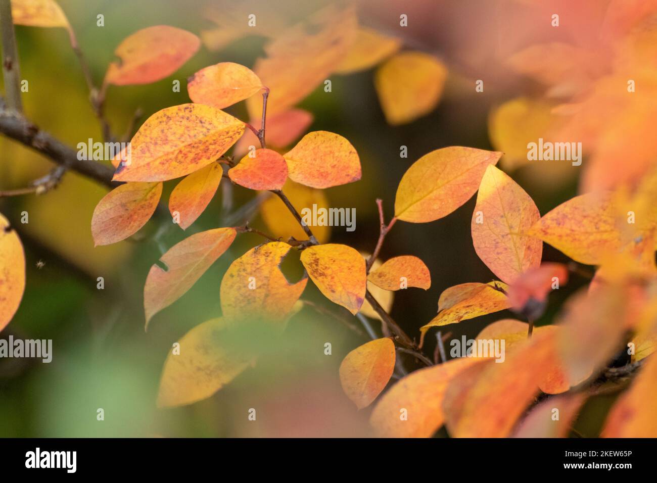 Autumn colorful vibrant leaves branches close-up with blur, flora background. Autumnal forest in orange and yellow colors, nature details Stock Photo