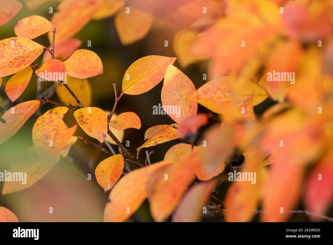 Autumn yellow and red vibrant leaves branches close-up with blurred background. Autumnal forest in orange and yellow colors, nature details Stock Photo