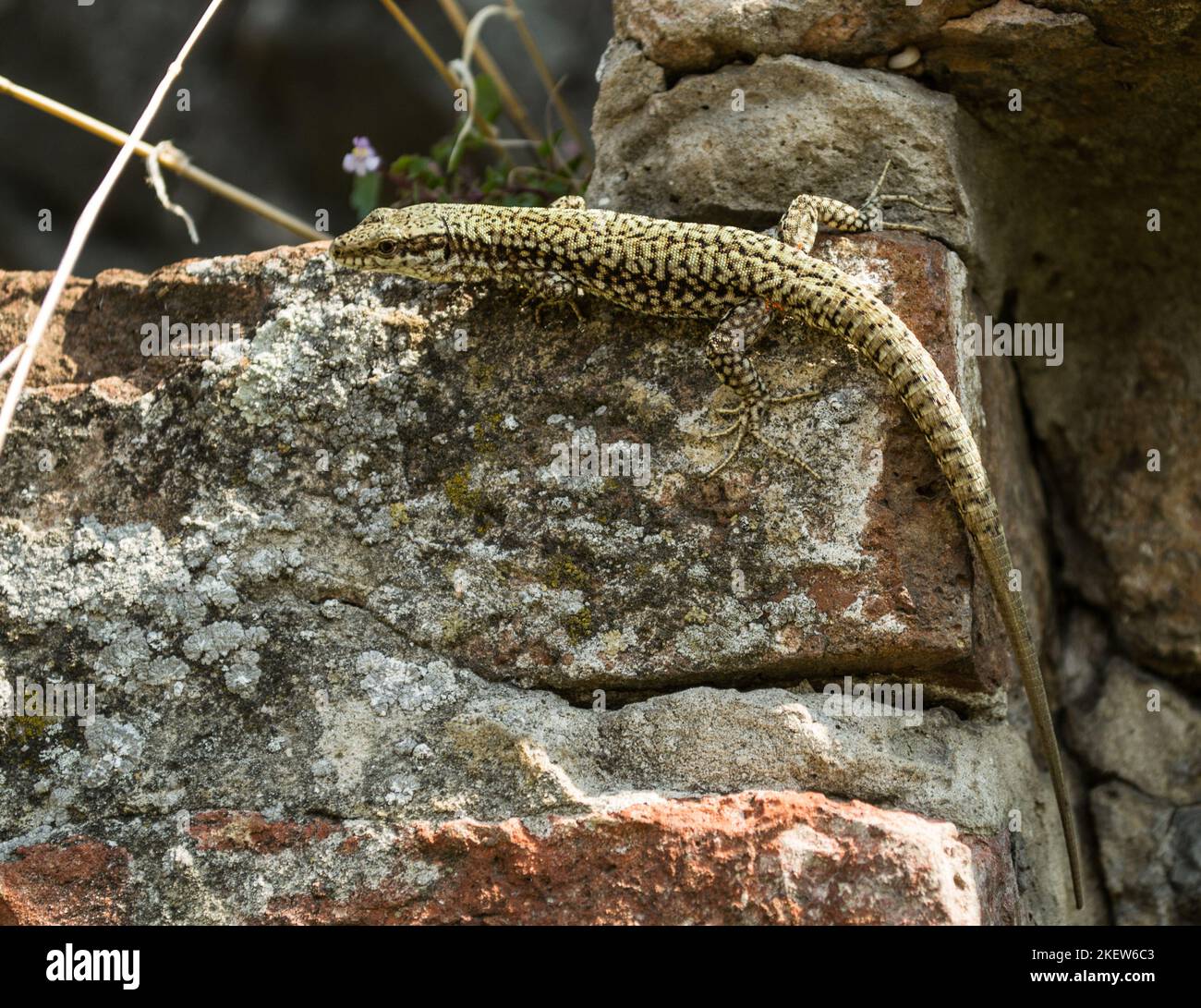 A view of a small gray gecko. A view of a gray gecko in its natural environment. Stock Photo