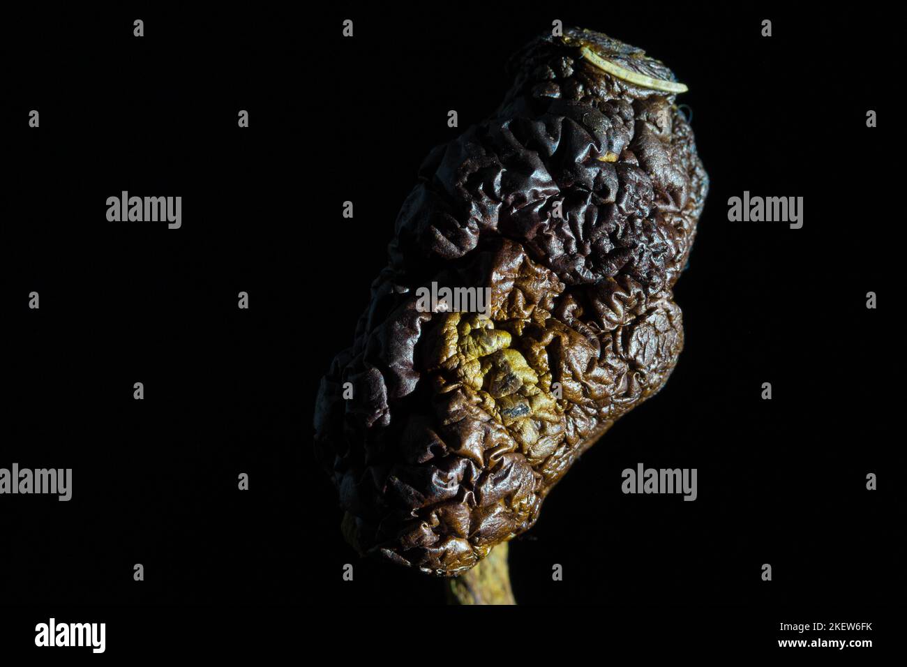 Aging process, an old shriveled fungus. Aging is a natural process that is unavoidable. Stock Photo
