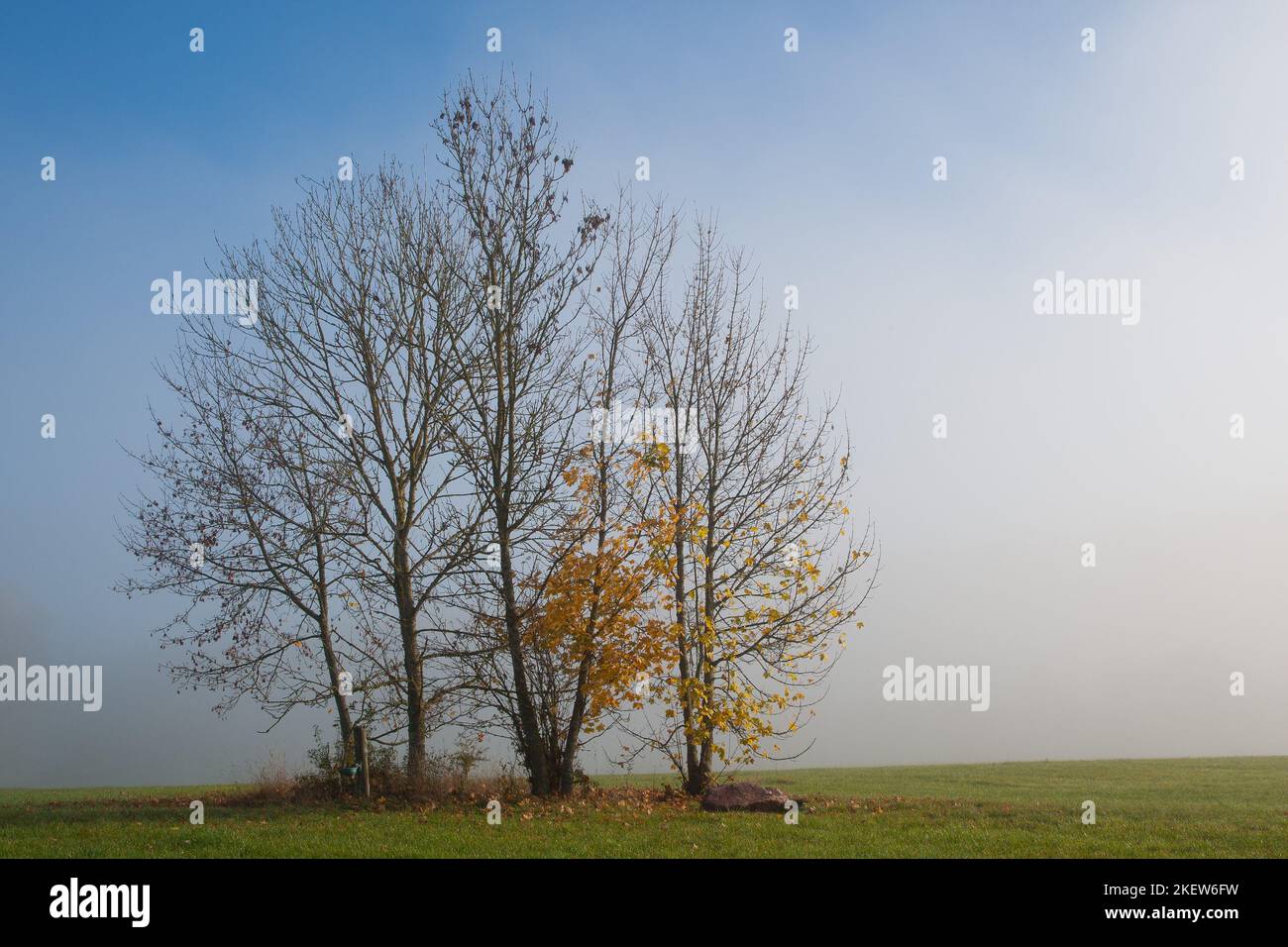 Group of trees in the rising morning mist. Autumn mood in the 'Löhrengraben' near the spa town of Bad Dürrheim in south-west Germany. Stock Photo