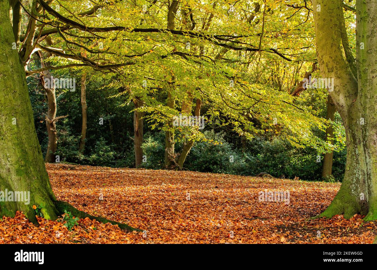 Mixed deciduous trees showing autumn (fall) colour (color) in Shipley Glen woods in Baildon, Yorkshire. Stock Photo