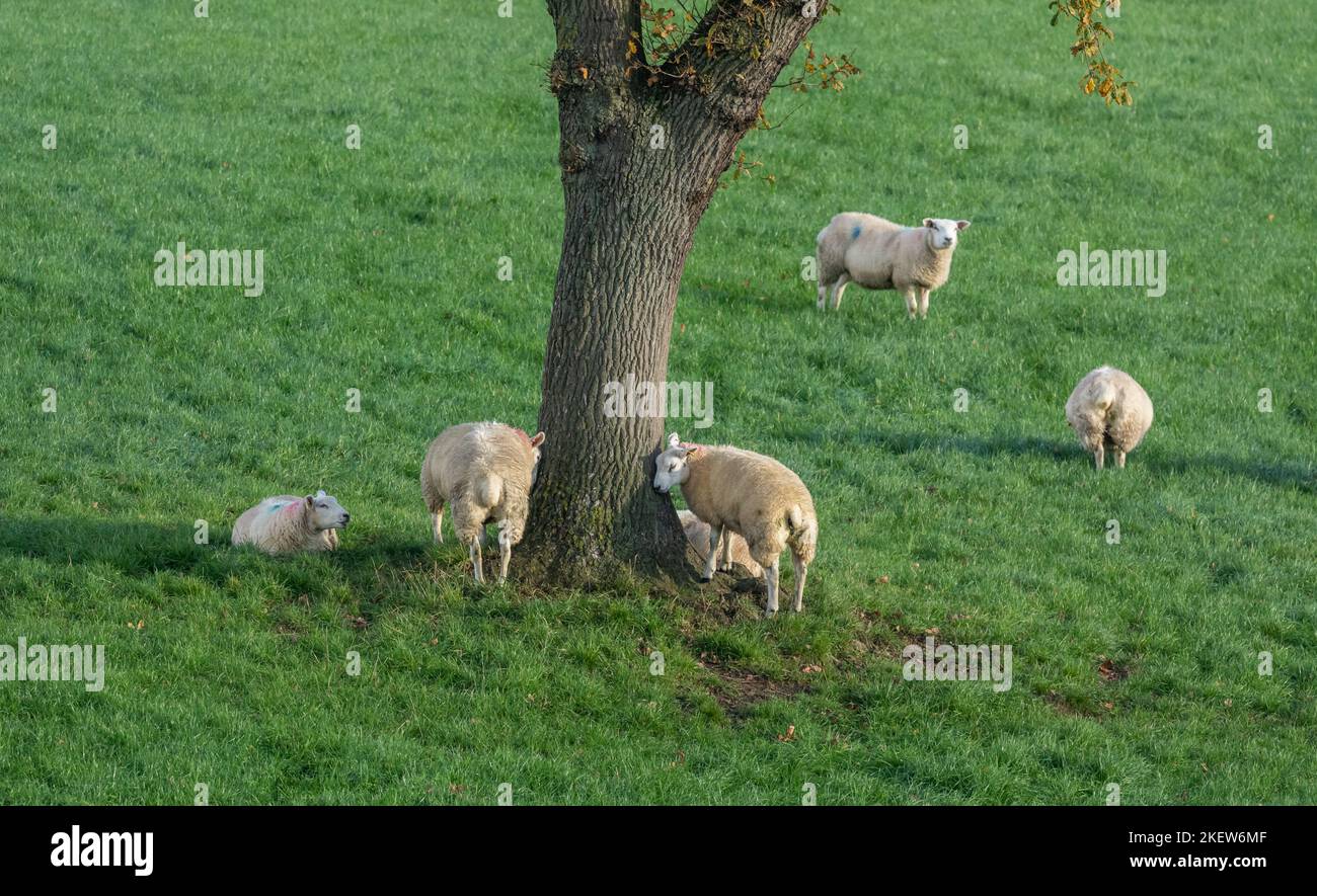 Sheep (Ovis aries) gathering around a tree in Baildon, Yorkshire. Stock Photo