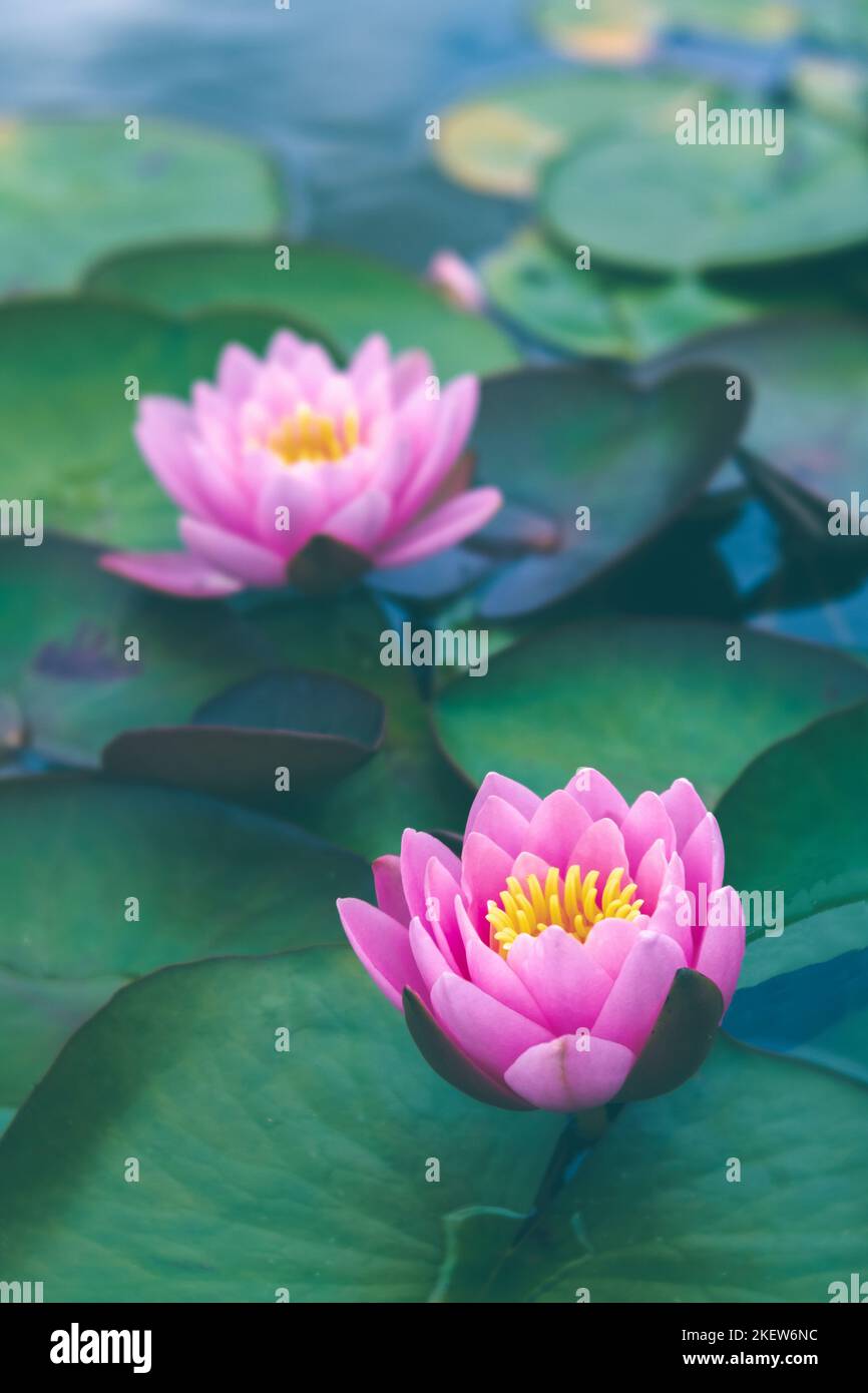 Pink Water Lily Lotus Flowers, Nymphaea Attraction. Stock Photo