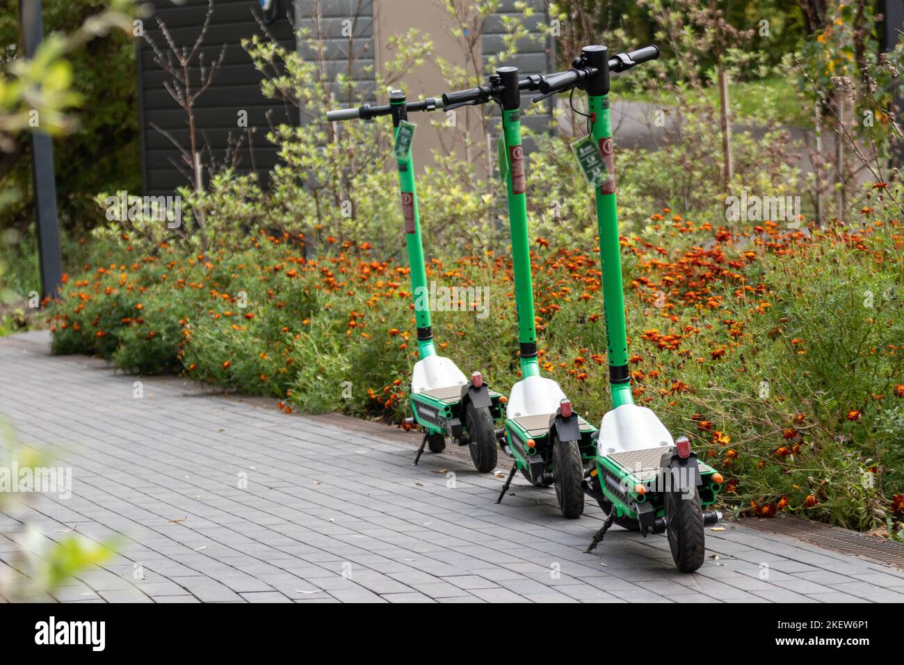 Electric Scooters rental standing in autumn city center park. Public e