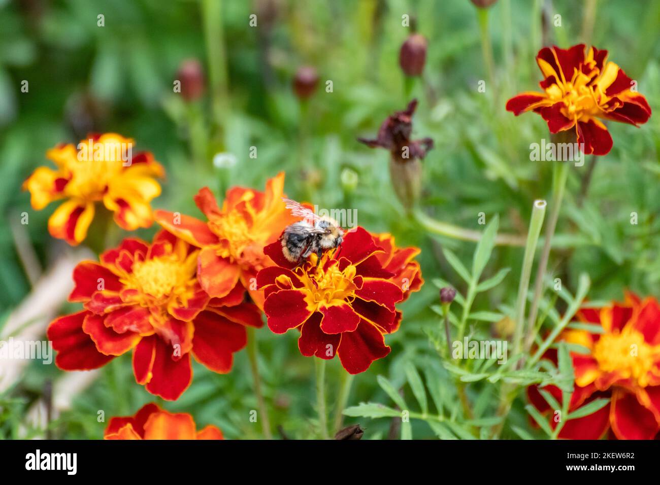 Honey bee pollinating Marigold, orange Tagetes flowers closeup with