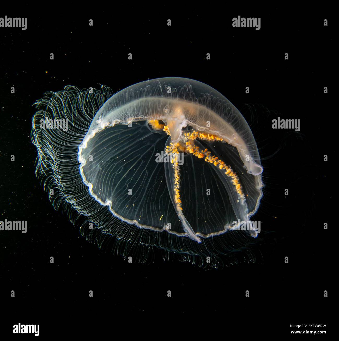 A close-up picture of a Moon jellyfish or Aurelia aurita with black seawater background. Picture from Oresund, Malmo Sweden. Cold water scuba diving Stock Photo