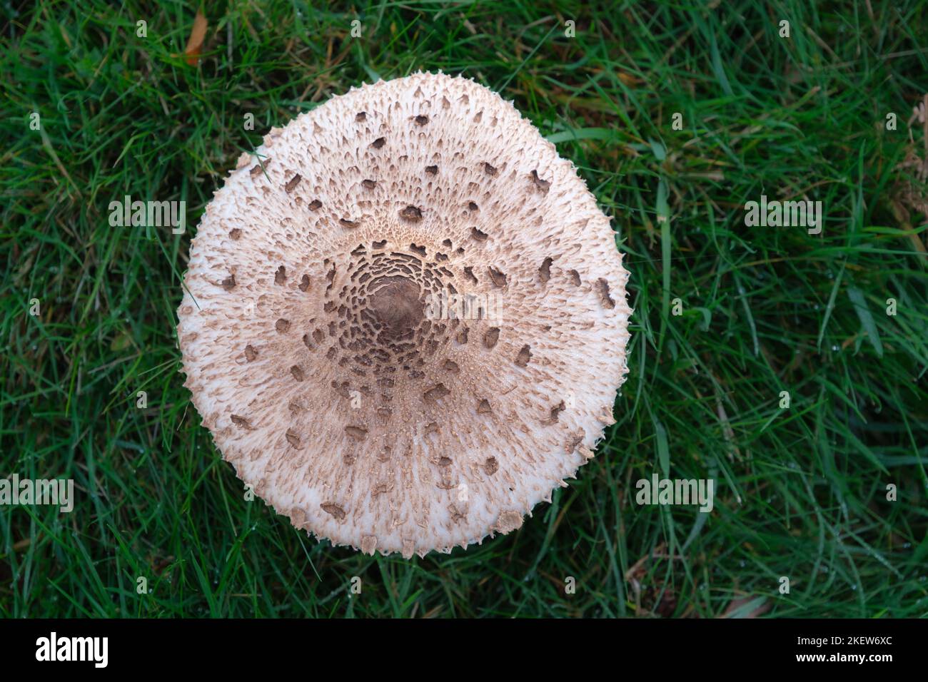 'The Prince' (Agaricus Agustus), Woodland Edible Fungi or Mushroom. Stock Photo