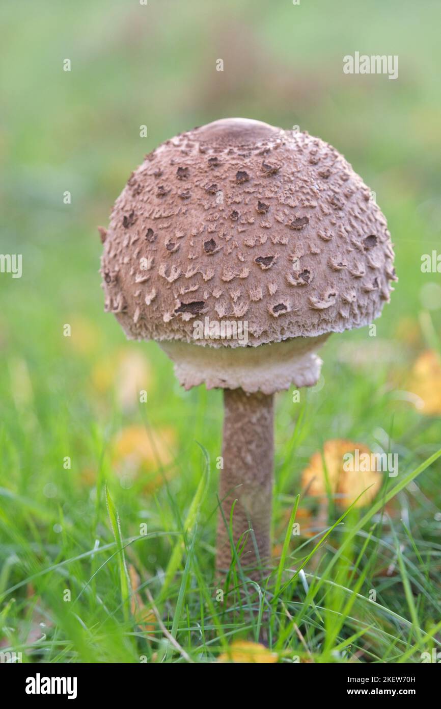 'The Prince' Agarcus Agustus Edible Mushroom. Stock Photo