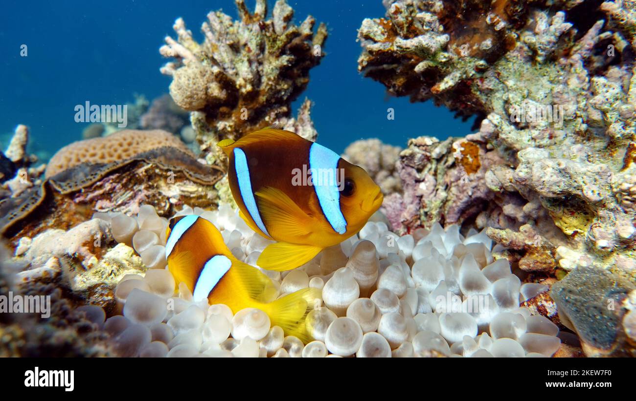 Clown fish amphiprion (Amphiprioninae). Red sea clown fish. Nemo . Stock Photo