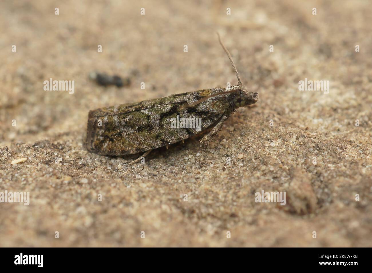 Detailed closeup on the colorful, small Tortrix Cock's-head Bell moth ...