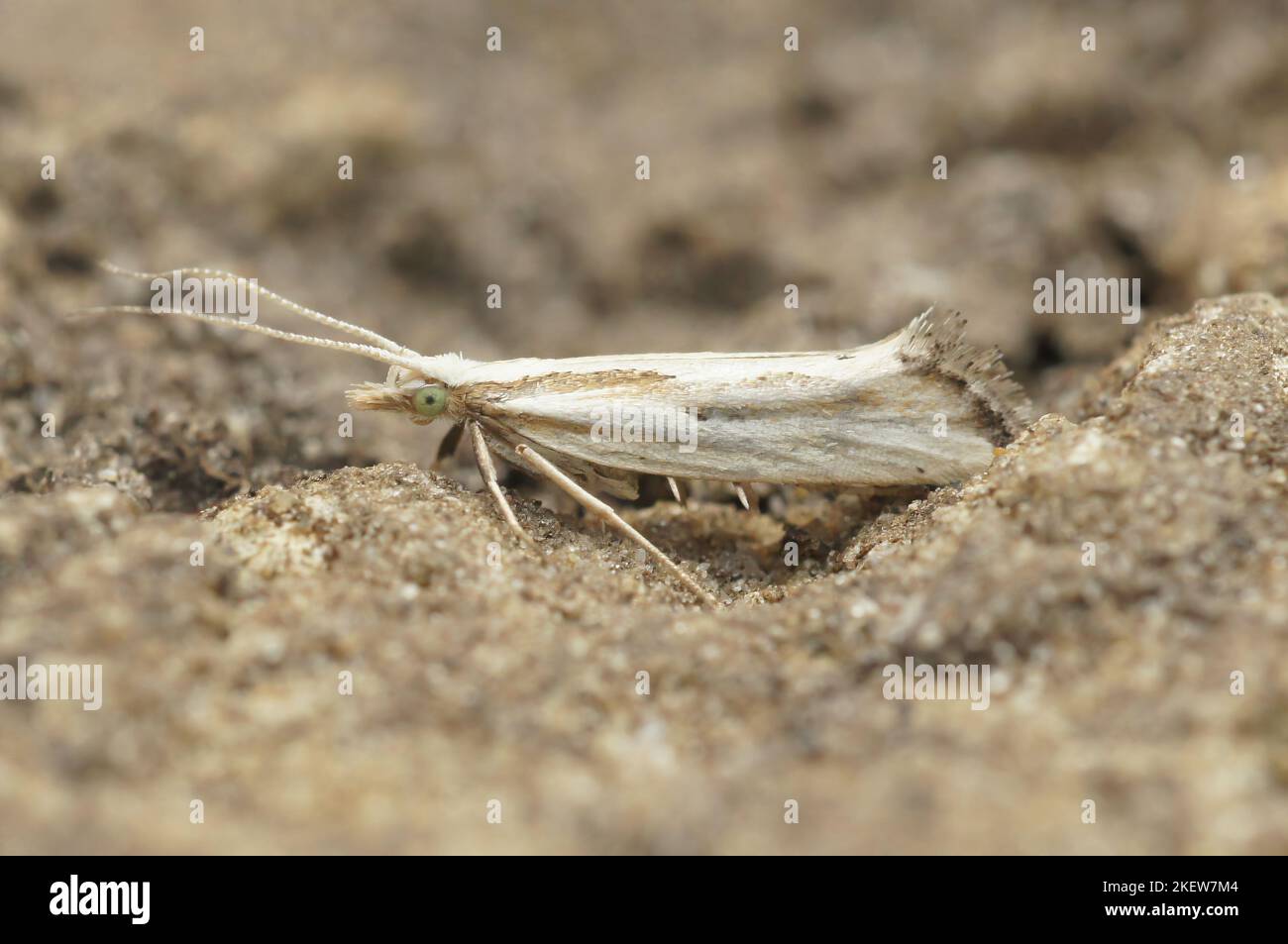 Closeup on the small, rare Dame's Rocket moth, Plutella porrecella sitting isolated on the ground Stock Photo
