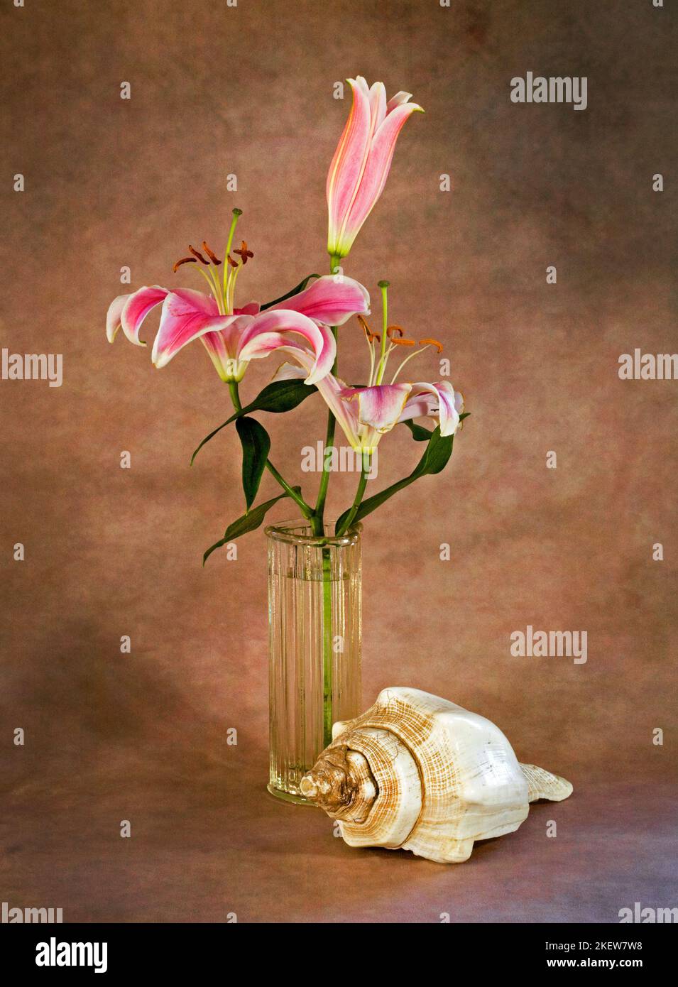 A stargazer lily in a vase next to an antique conch shell. Stock Photo