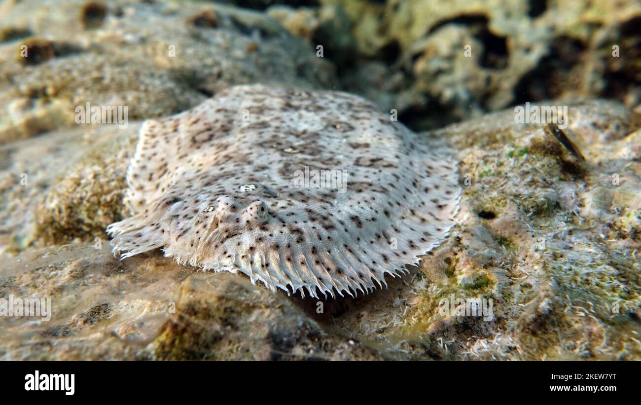 Moses sole. Marble salt, this small salt grows up to 26 cm. Inhabitant