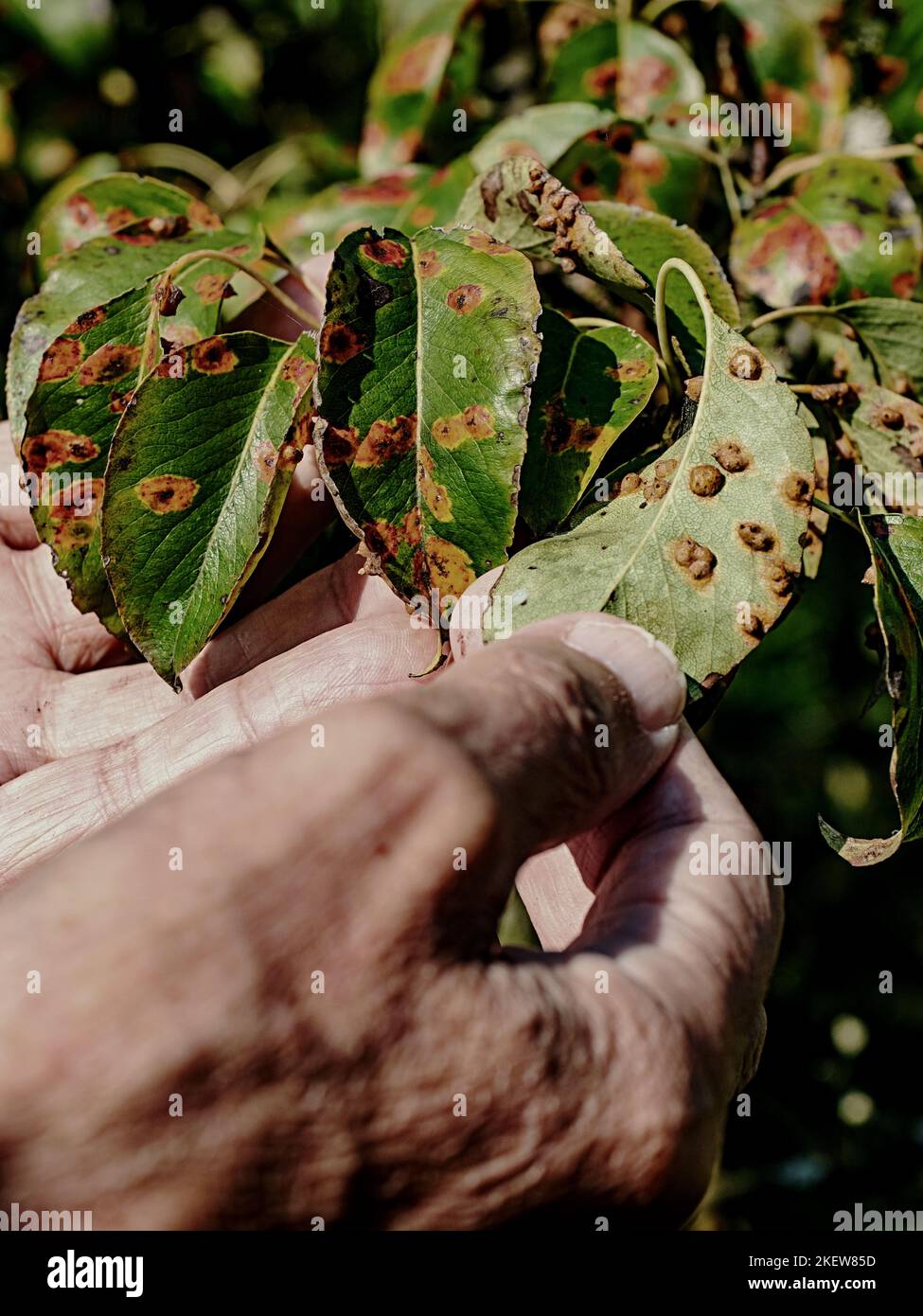 Pear leaf infected with gymnosporangium sabinae rust and Septoria Leaf Spot Septoria aegopodii. Man gardener hand hold Stock Photo
