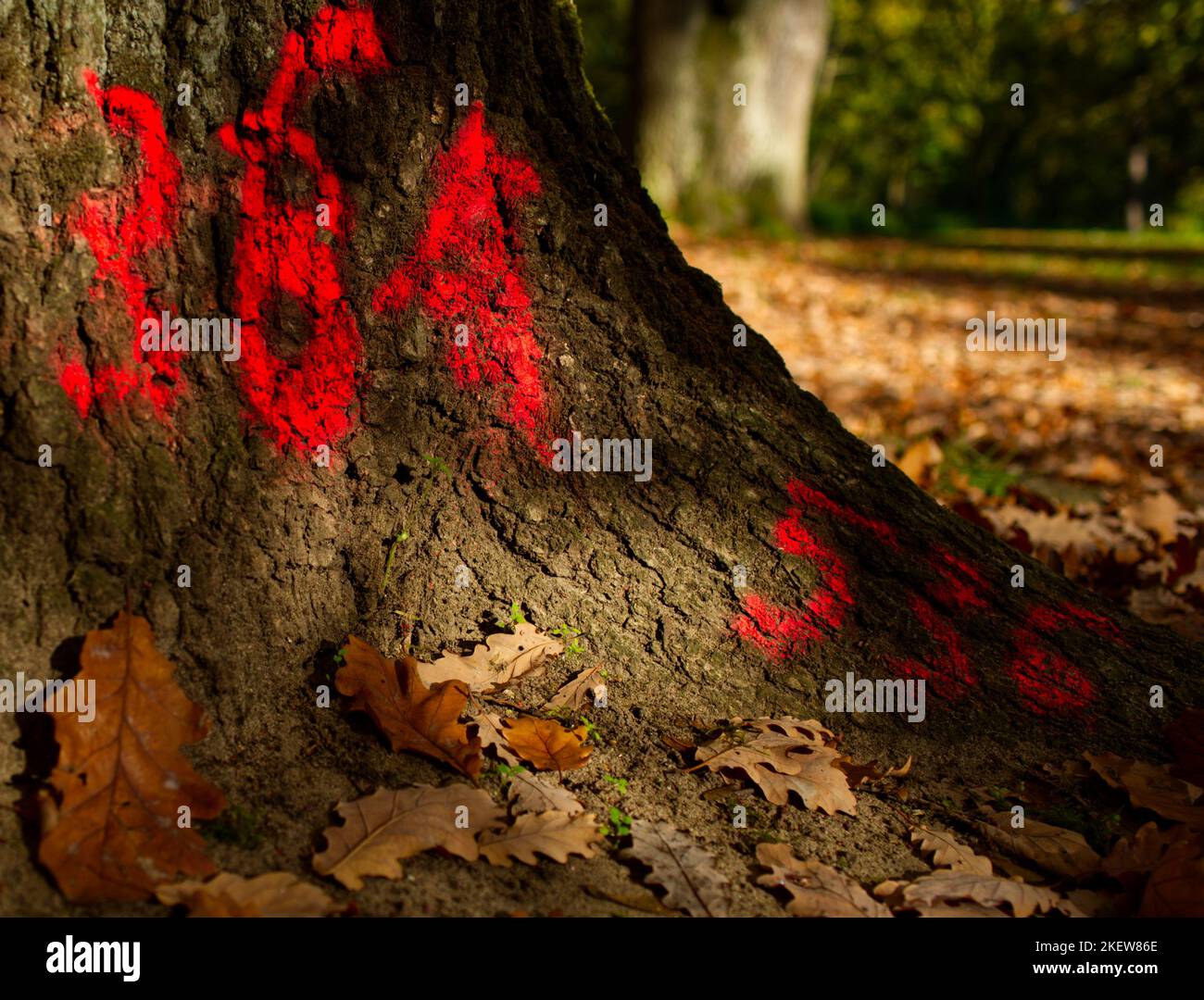 closeup view of a trunk of an oak tree marked with numbers in bright