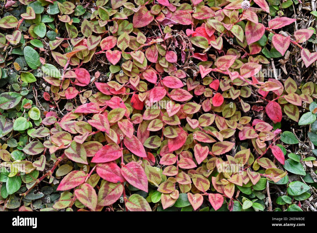 Pink globe amaranth leaves (Gomphrena globosa) on wall Stock Photo