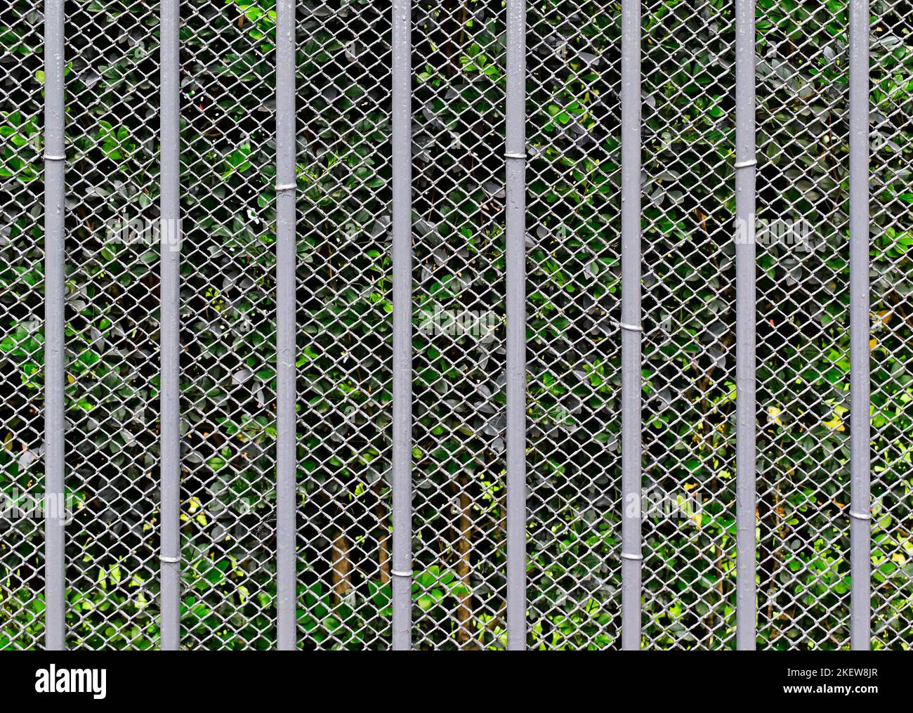 Iron bars and wire mesh background on garden Stock Photo