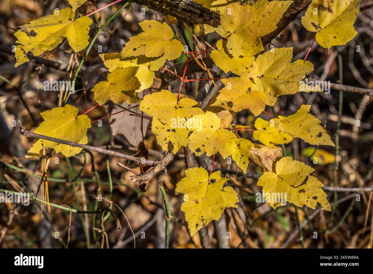 Closeup view of branches full of vibrant yellow leaves on a tree with the sunlight highlighting the autumn foliage Stock Photo