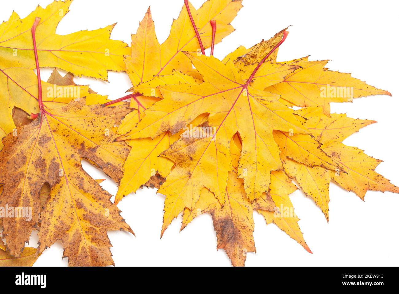 Colorful autumn maple leaves isolated on white background Stock Photo ...