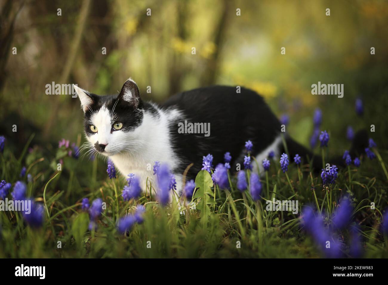 Domestic Cat behind flowers Stock Photo
