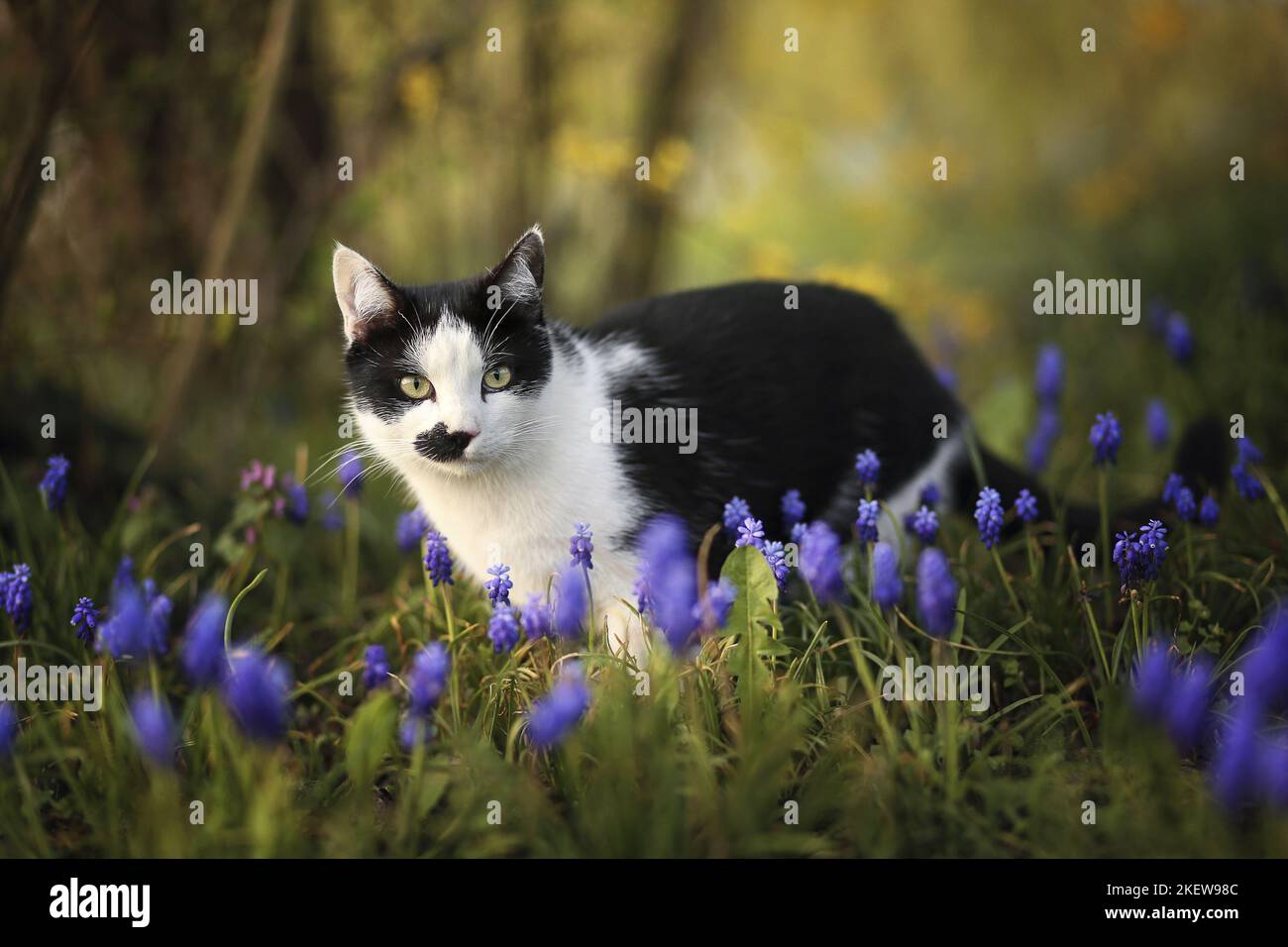 Domestic Cat behind flowers Stock Photo