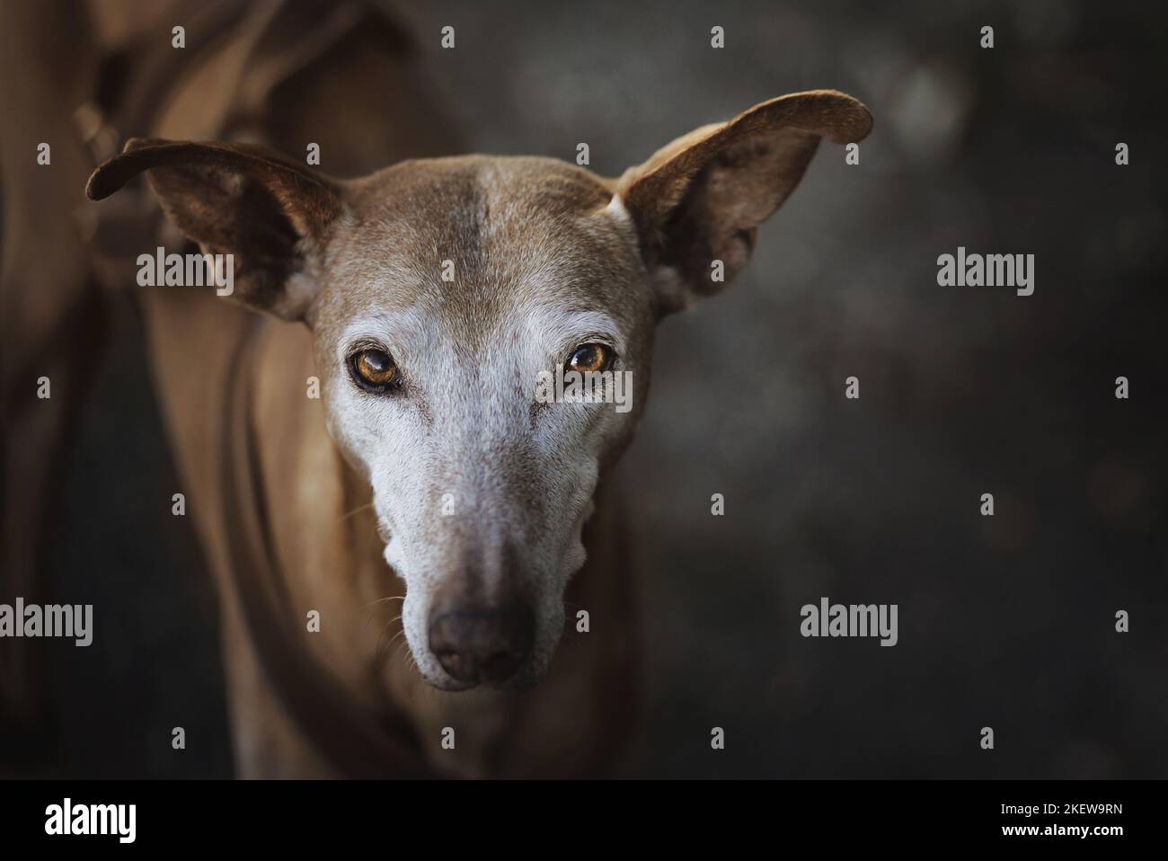 Podenco Ibicenco portrait Stock Photo Alamy