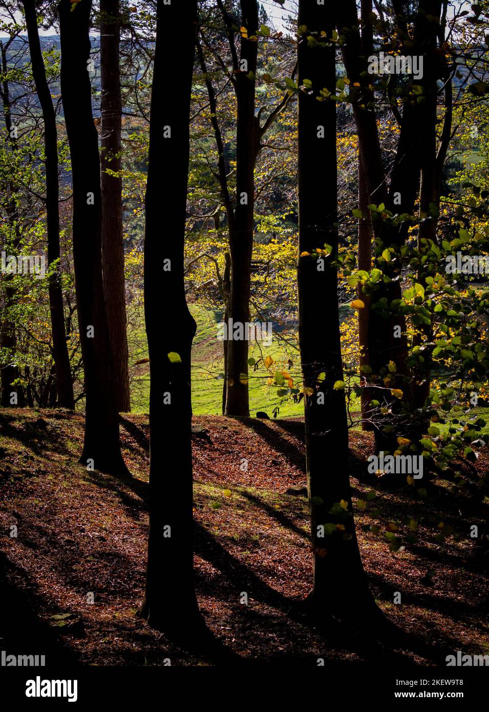 Silhouetted tree trunks on the edge of woodland, in Wentworth Castle Gardens on a sunny Autumn day. UK Stock Photo