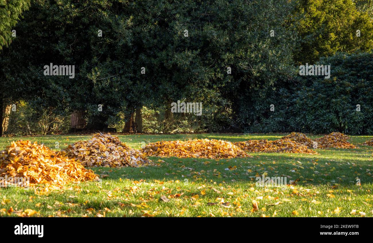 Fallen leaves on a lawn raked into piles ready to be composted. UK