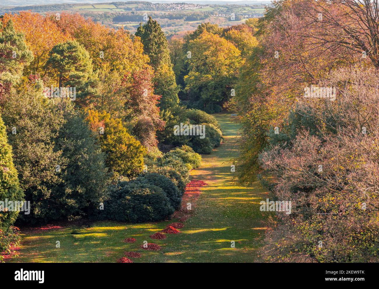 Elevated view of fallen leaves on a lawn swept into piles ready to be composted. UK. Stock Photo