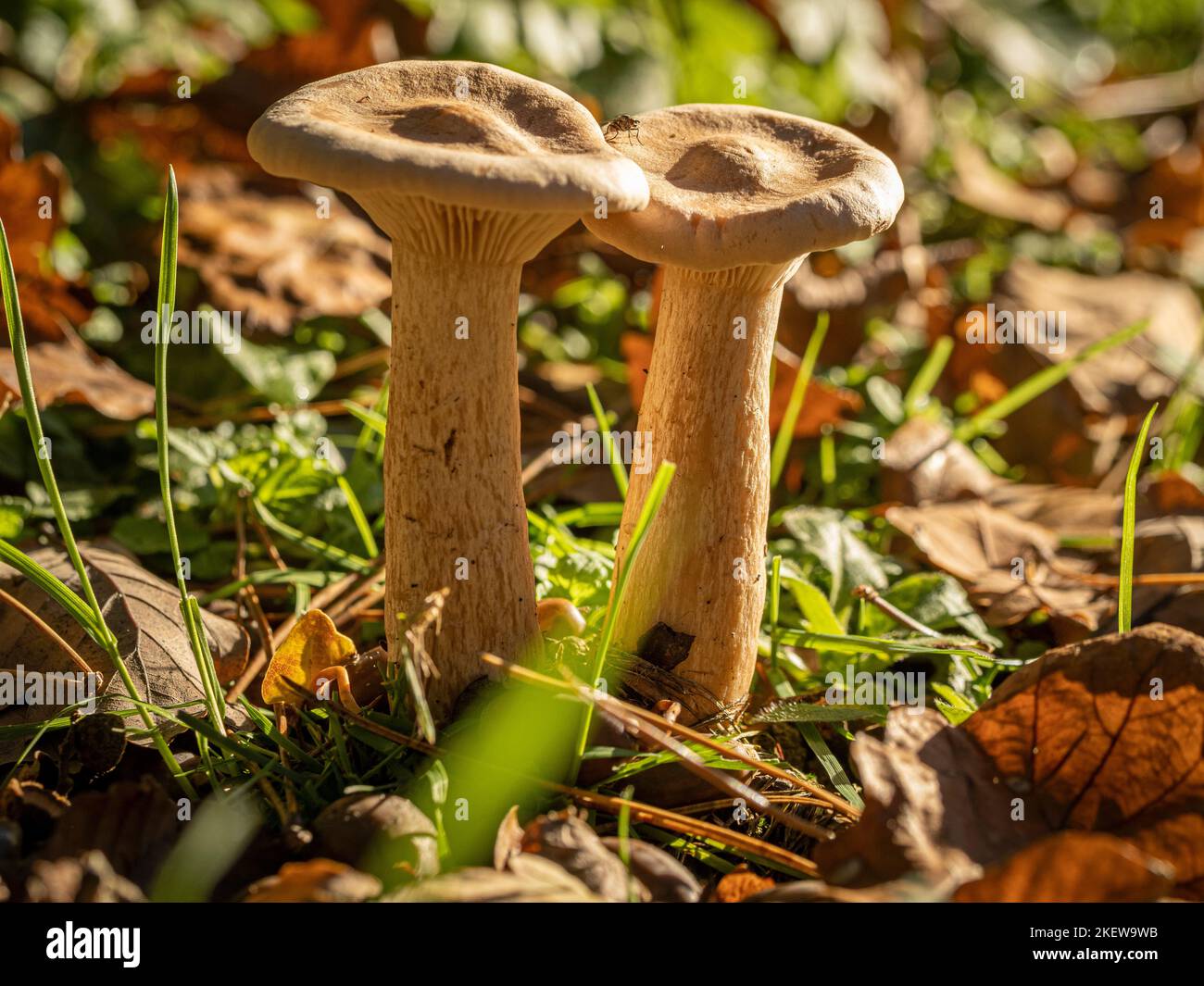 Side view of Brown roll-rim fungi. A deadly type of fungi growing at the edge of a UK woodland. Stock Photo