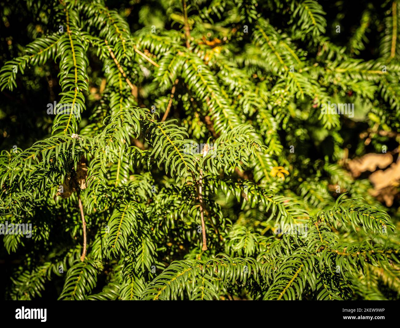 Closeup of the evergreen foliage of Taxus baccata, commonly know as Yew growing in a UK garden. Stock Photo