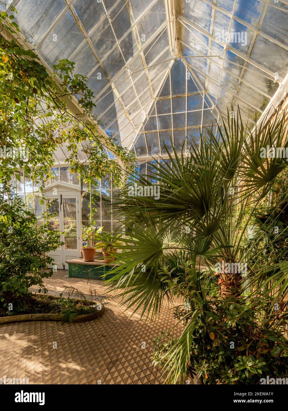 Plants growing in restored Victorian conservatory at Wentworth Castle Gardens, with its geometric ceramic floor tiles. UK. Stock Photo