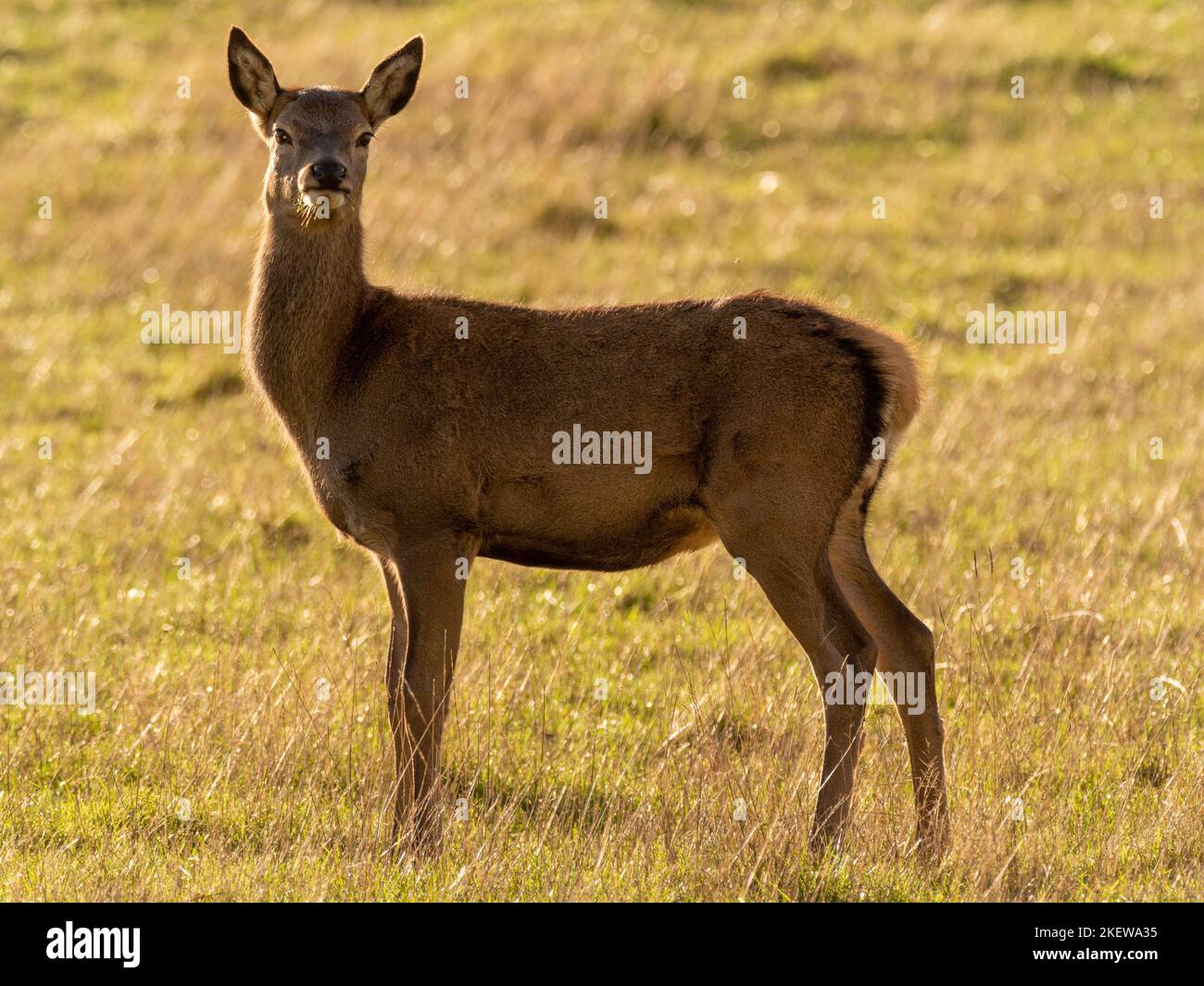 Side view a standing female Red Deer with blurred background on a sunny Autumn day. Stock Photo
