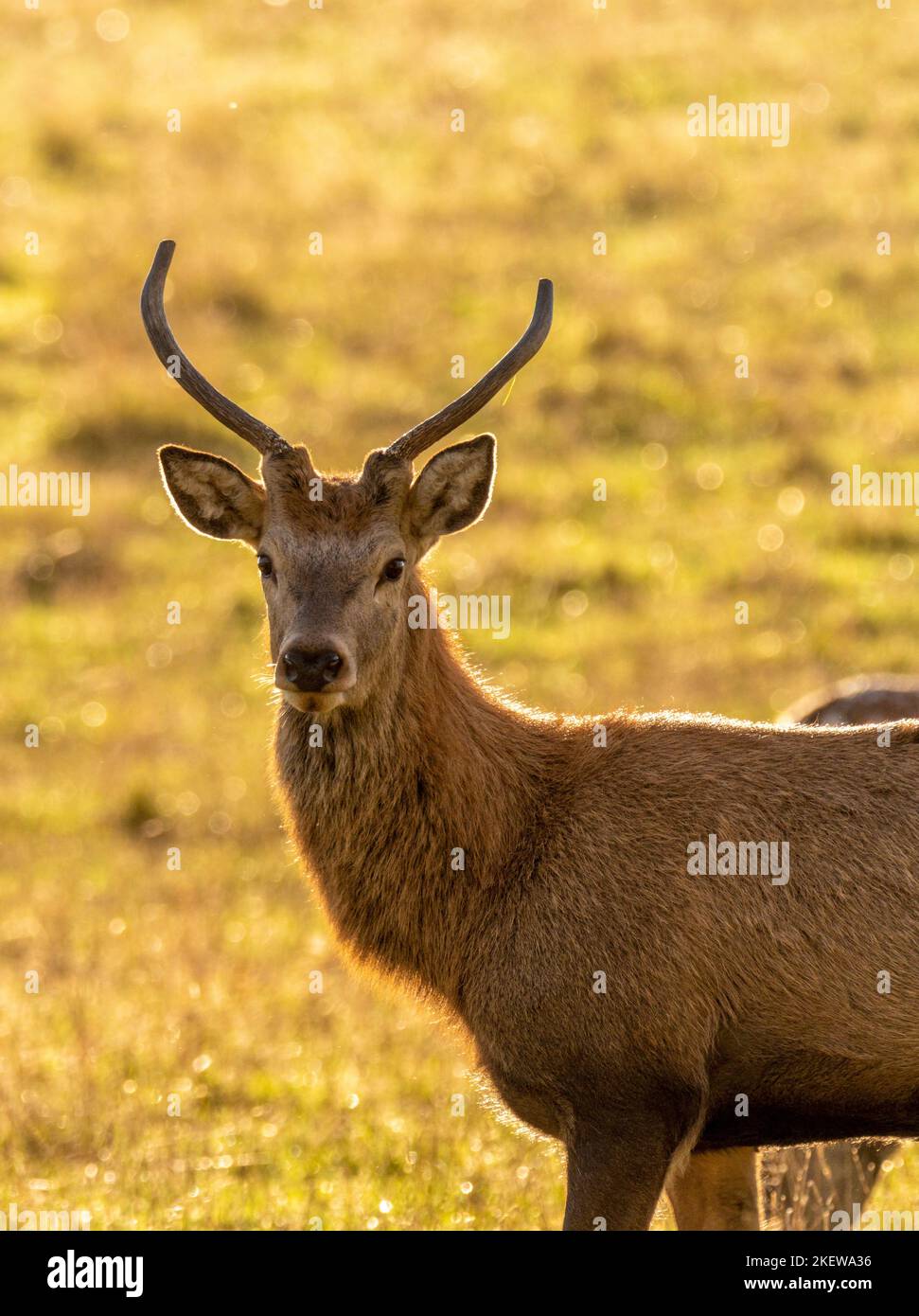 Closeup  of a young male Red Deer with blurred golden background on a sunny Autumn day. UK Stock Photo