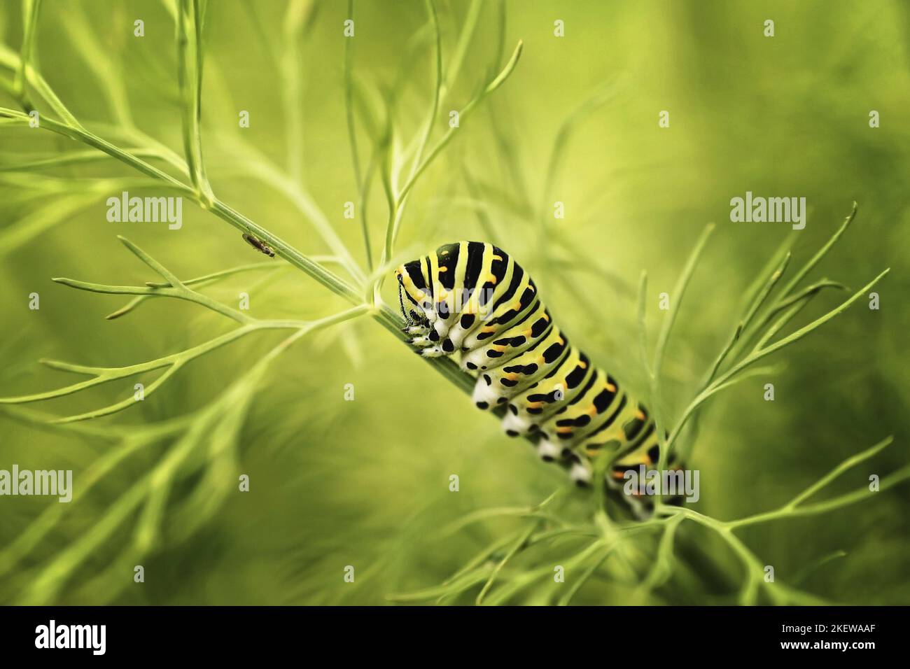 Caterpillars highlight hi-res stock photography and images - Alamy