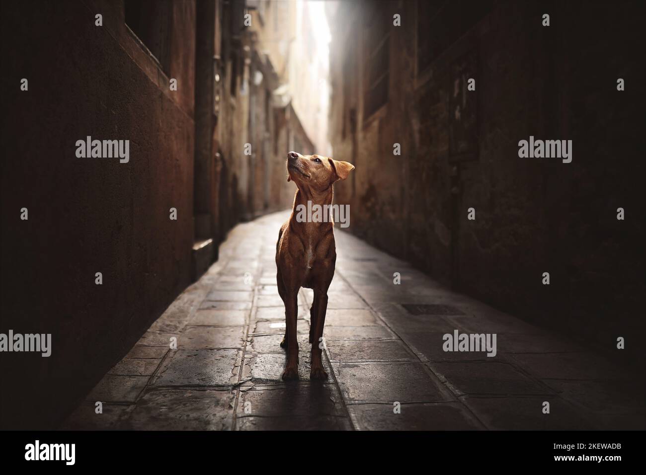 standing Podenco-Mongrel Stock Photo