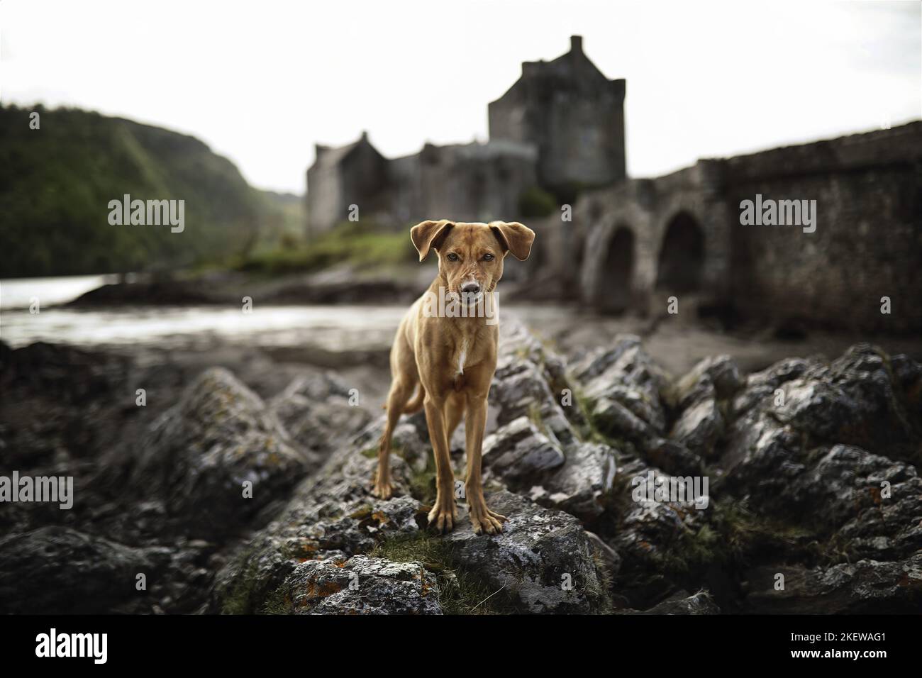 standing Podenco-Mongrel Stock Photo