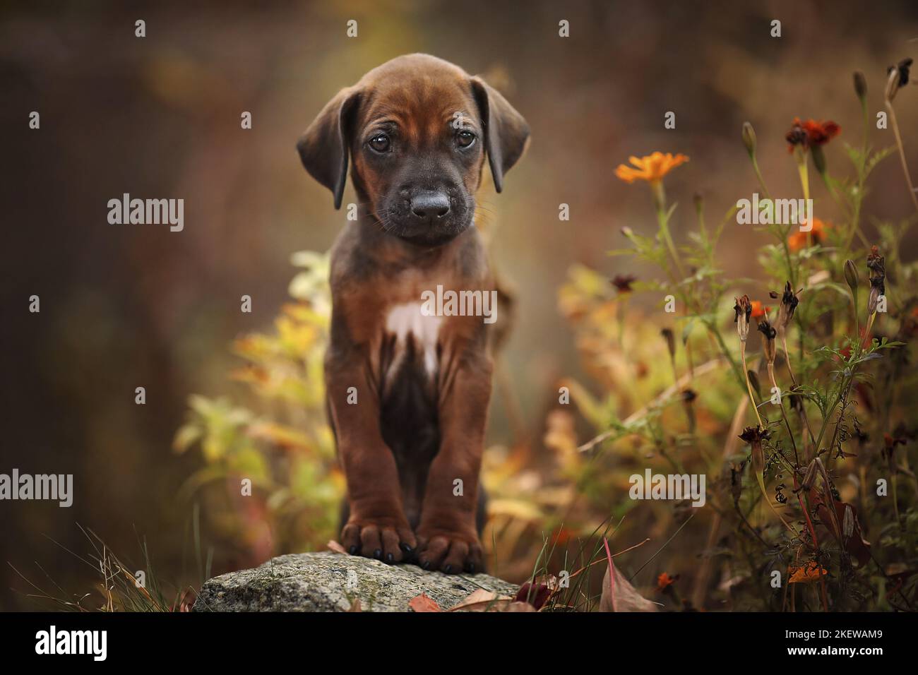 Rhodesian Ridgeback Puppy Stock Photo - Alamy